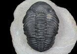 Pedinopariops Trilobite - Beautiful Preservation #66340-2
